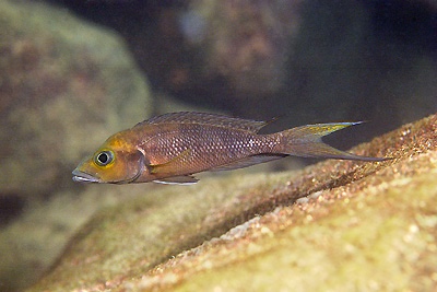 Neolamprologus furcifer 'Kombe'